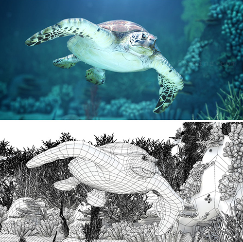 Turtle_WM_Thumbs.jpg